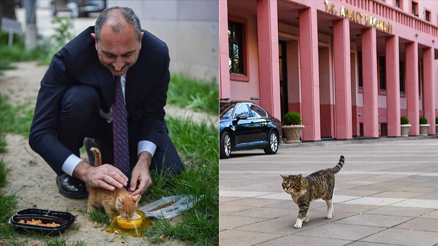 Adalet Bakanı Gül'den Hayvan Hakları Yasası için 'geri sayım başladı' mesajı