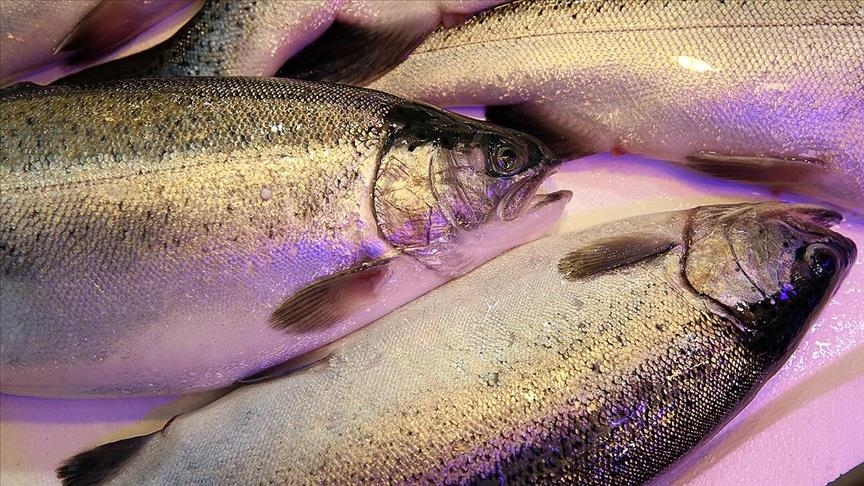 Турция в январе-мае поставила черноморский лосось в 39 стран мира