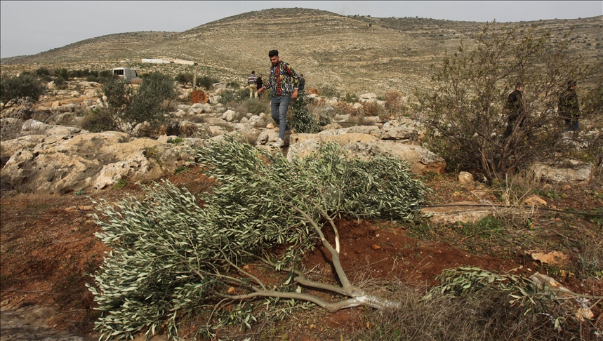 Dozens of olive trees uprooted by Israel in West Bank: Farmer