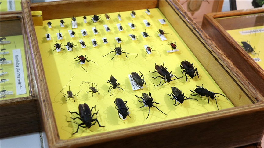 '44 new insect species discovered in Turkey'