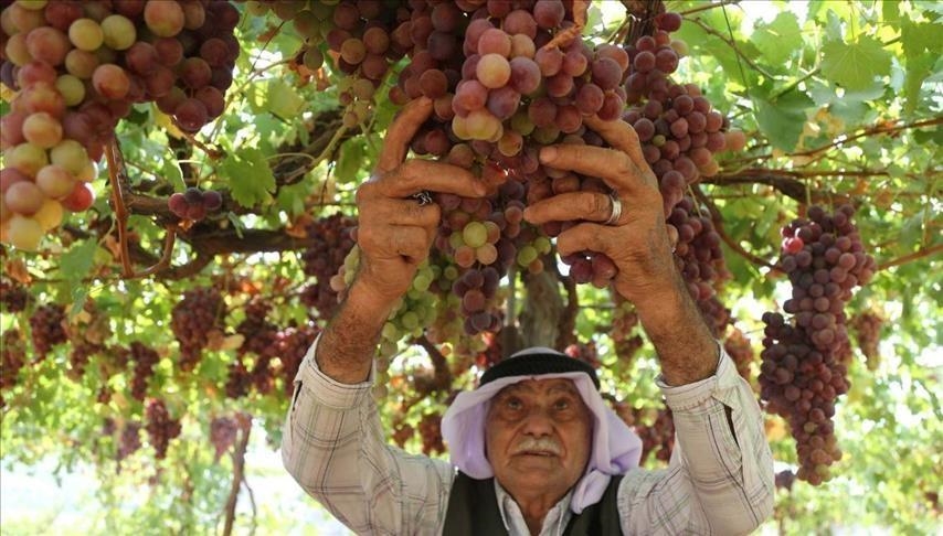 مستوطنون إسرائيليون يسممون 450 دالية عنب لمزارع فلسطيني بالضفة