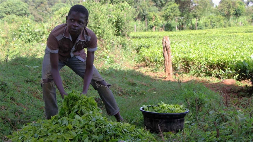 Child labor soars in Kenya during pandemic