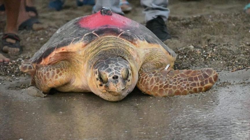 Satellite-tracked turtle ends up in Tunisia after 300-day journey
