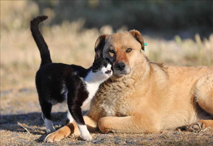 AS larang impor anjing dari negara berisiko tinggi rabies