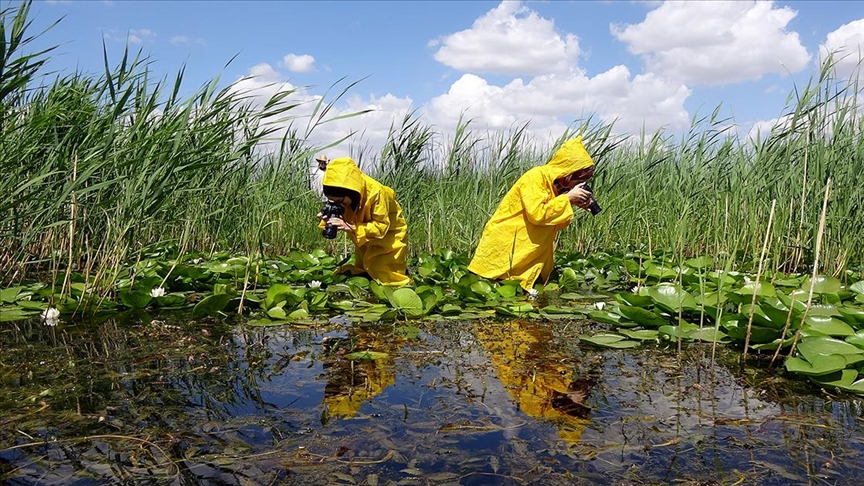 Fotoğraf tutkunları Süphan Dağı'nın eteklerini süsleyen nilüferleri fotoğrafladı