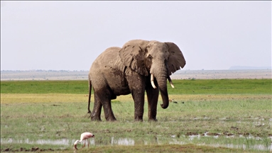 Kenya launches elephant naming ceremony to promote conservation