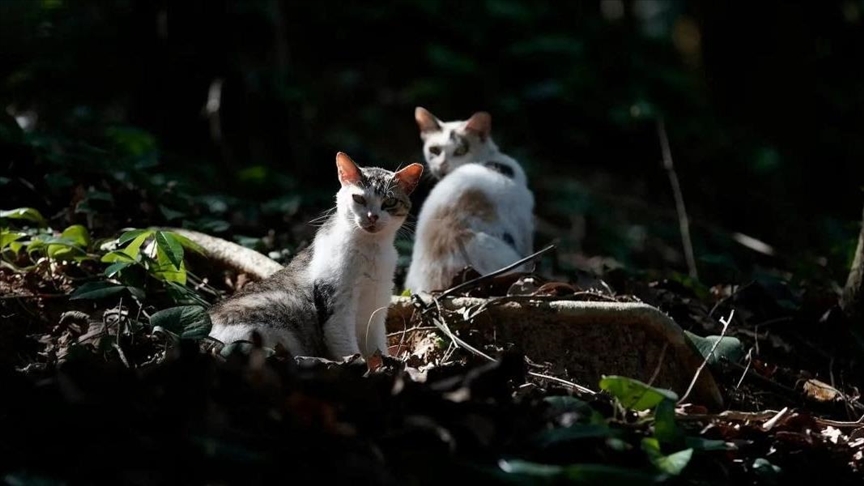 La insólita isla brasileña habitada por gatos salvajes y donde muchos felinos son abandonados