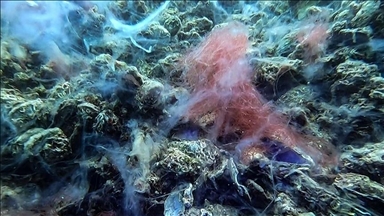 Anadolu Agency monitors mucilage formation at bottom of Sea of Marmara