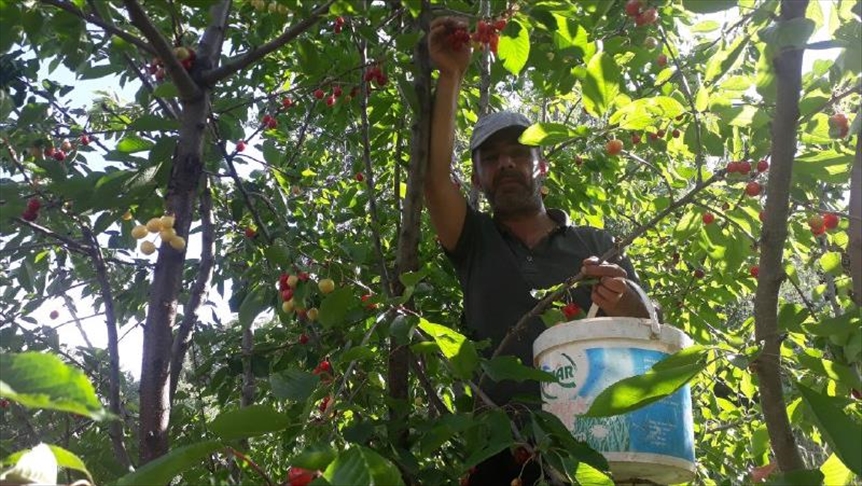 Li Mûşê berhevkirina gêlazan dest pê kir