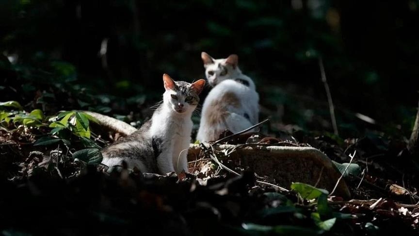 Brazilian island inhabited by wild cats, abandoned felines