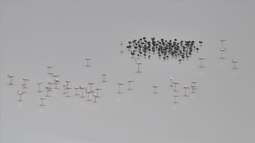 Turquie: Les flamants roses du Lac Tuz observés pour la première fois avec leurs poussins et leurs œufs