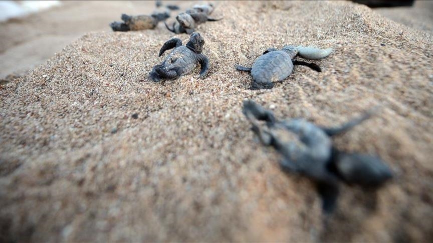 Pakistan losing nesting ground for sea turtles