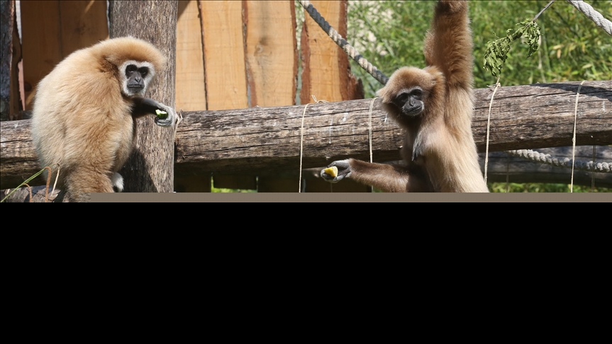 Zagrebački giboni prognoziraju: Utakmica Hrvatske i Češke bit će igra živaca