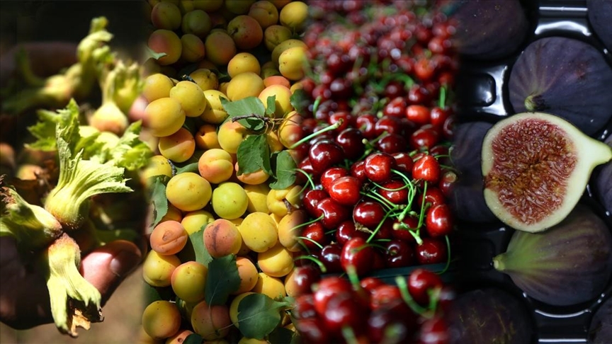 Turkey world's largest hazelnut, cherry, fig, apricot, quince, poppy producer