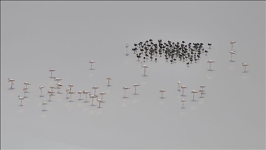 Turquie: Les flamants roses du Lac Tuz observés pour la première fois avec leurs poussins et leurs œufs
