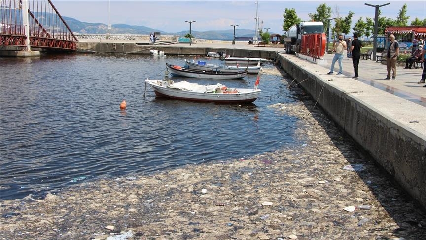 Scientist warns of damage by intense mucilage in Turkey's Sea of Marmara