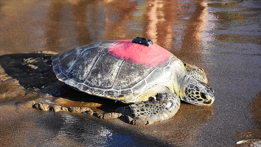 Uydudan izlenen yeşil deniz kaplumbağası 'Talay' 3 günde 30 kilometre yol aldı