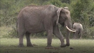 Two years, 2 iconic animals dead in Kenya
