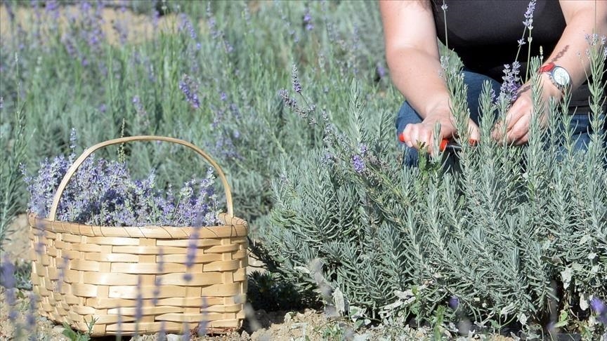 Wild plant losses could cripple entire trophic pyramid
