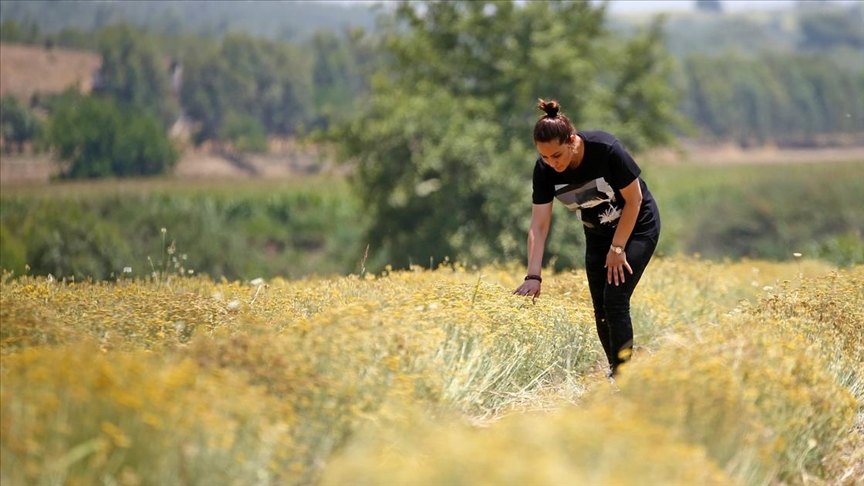 Çukurova'da tıbbi ve aromatik bitki ekim alanı genişliyor