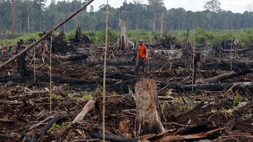 El deterioro de la situación en la Amazonía es una 'advertencia para la humanidad'