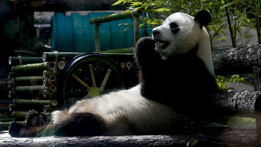 Japonya'da panda ikiz doğurdu