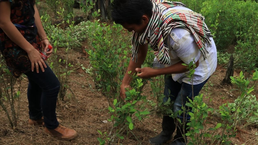 EEUU indicó que los cultivos de coca en Colombia aumentaron 15% en 2020