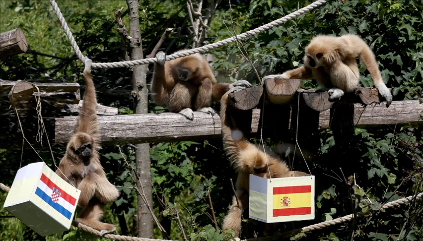 Hrvatska: Gibon Kent najavio pobjedu Španjolske