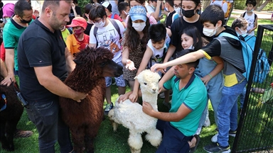 Gaziantep Hayvanat Bahçesi'ne yeni üyeler geldi
