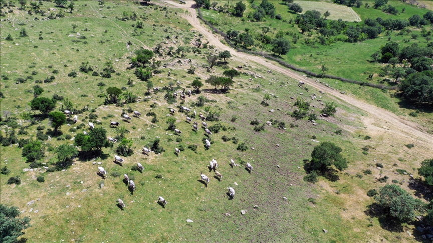 Edirne'de genetiği koruma altındaki 'boz sığır'lar için üreticiye destek