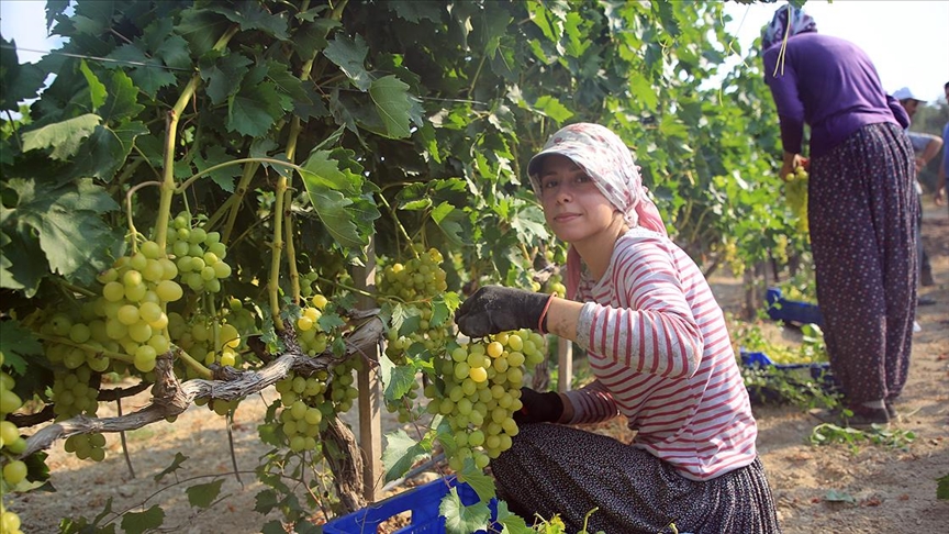 Çukurova'nın kavurucu sıcağında kadınların zorlu üzüm hasadı mesaisi