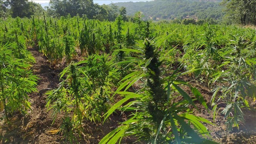 Turquie: Saisie de plus de 50 kilogrammes de cannabis dans le sud