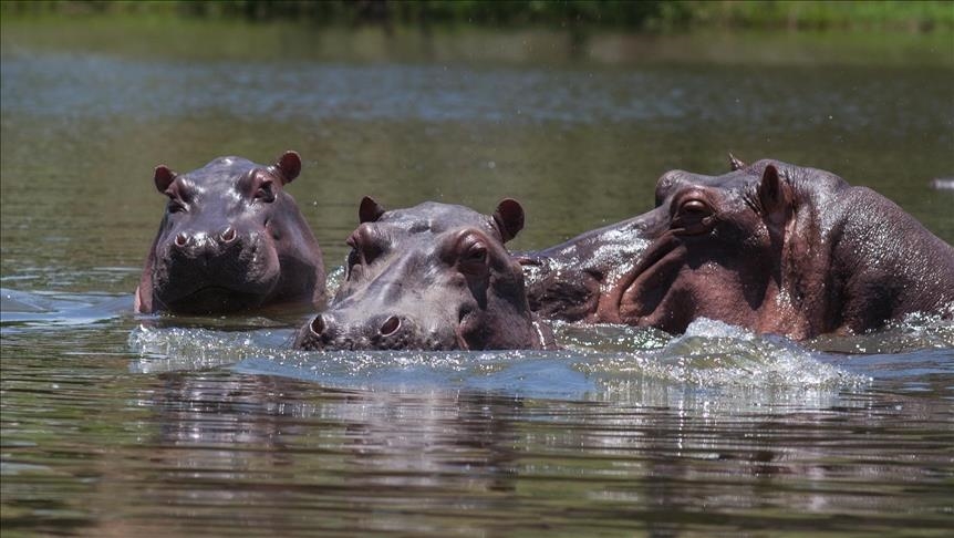 Hippos kill 27 in Uganda over past 2 months