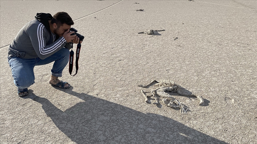 Popülasyondaki artış ve besin azlığı Tuz Gölü'nde yavru flamingo kayıplarına neden oluyor