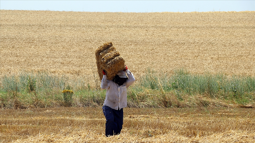 Biçerdöverin çıktığı buğday tarlasına 'balyacılar' giriyor