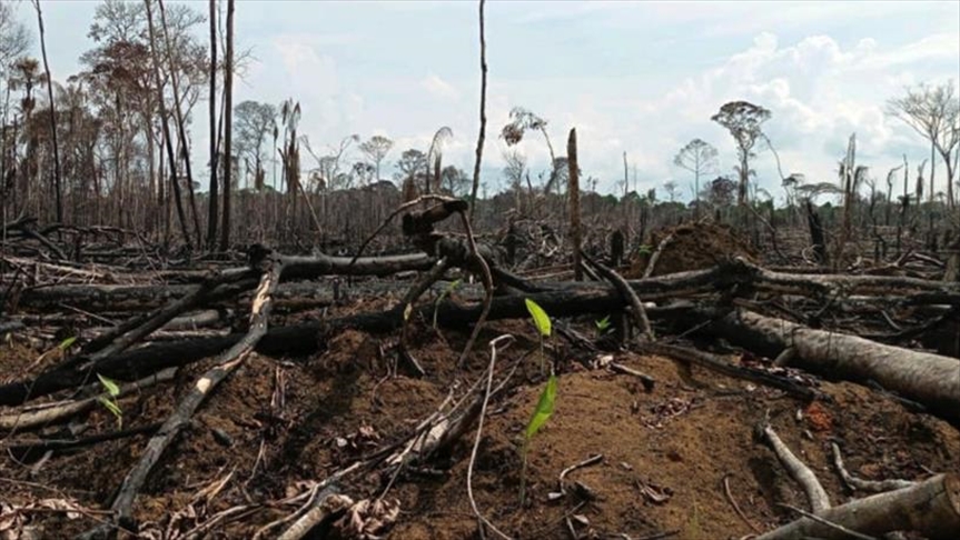 Deforestación en Colombia aumentó un 8 por ciento en 2020