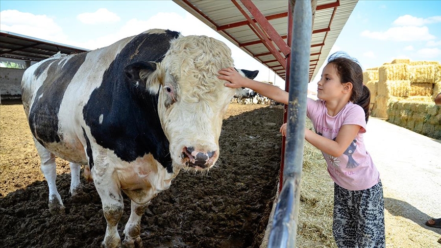 Konya'da 1,5 tonluk boğa 'Minik' alıcısını bekliyor