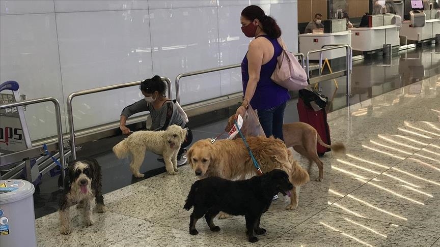 Istanbul Airport sets up check-in counter, special room for pets