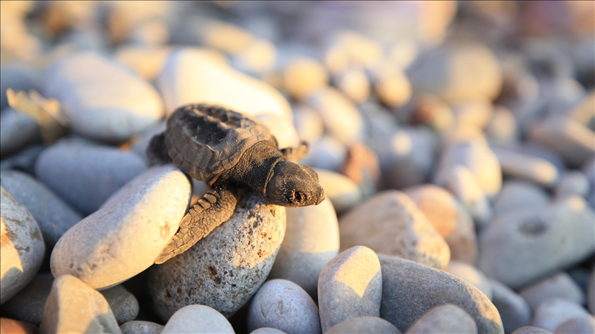 Endangered baby sea turtles hatch in Turkish beach