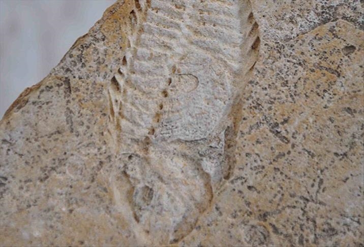Фосил на риба стар 95 милиони години пронајден во Мексико
