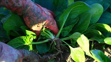 Urban Zimbabweans switching to backyard farming to survive