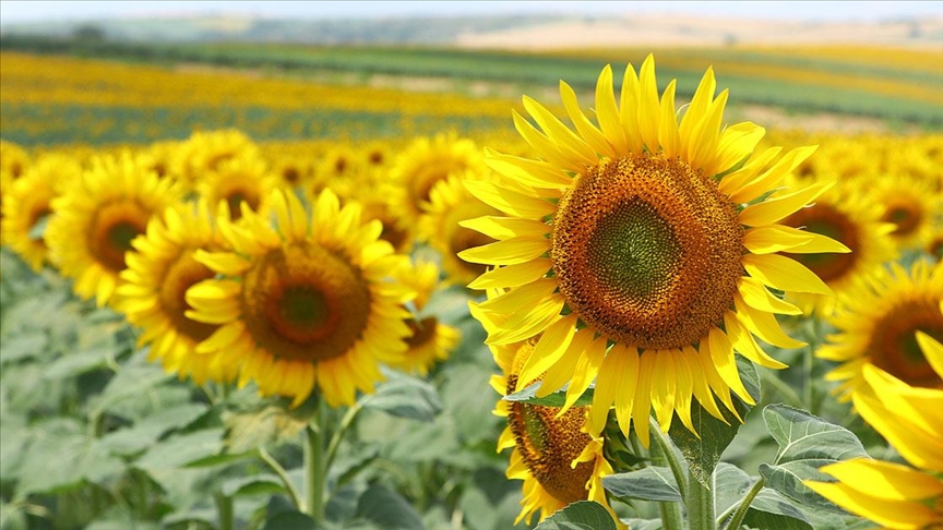 Tekirdağ'da tarlaları sarıya boyayan ayçiçekleri fotoğraf tutkunlarını bekliyor