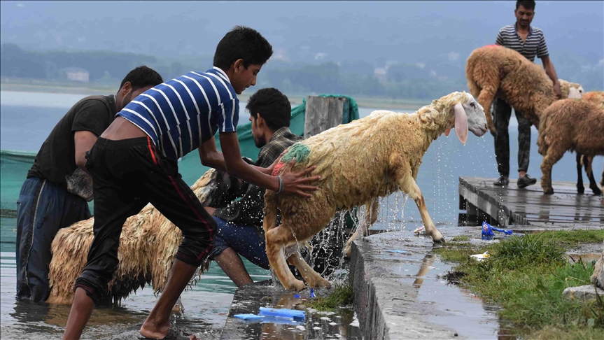 La India prohíbe sacrificio de bovinos durante el festivo musulmán Eid al-Adha en Jammu y Cachemira