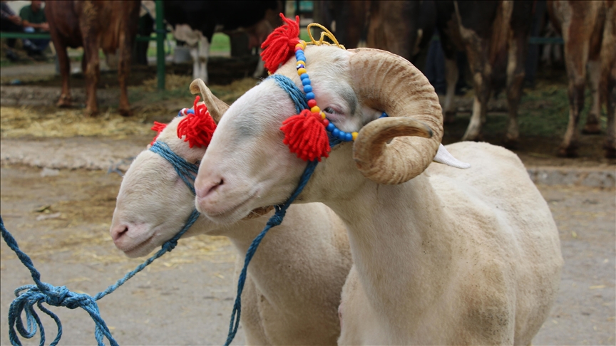 Rajoni përgatitet për festën e Kurban Bajramit