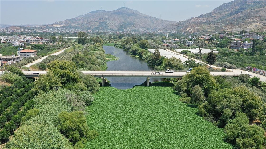 Evsel atıklar Asi Nehri'nde ekosisteme zarar veren su sümbüllerinin çoğalmasına neden oluyor