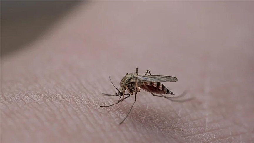 vatandaslari rahatsiz eden sivrisinekler istanbul un farkli ilcelerinde de gorulmeye basladi