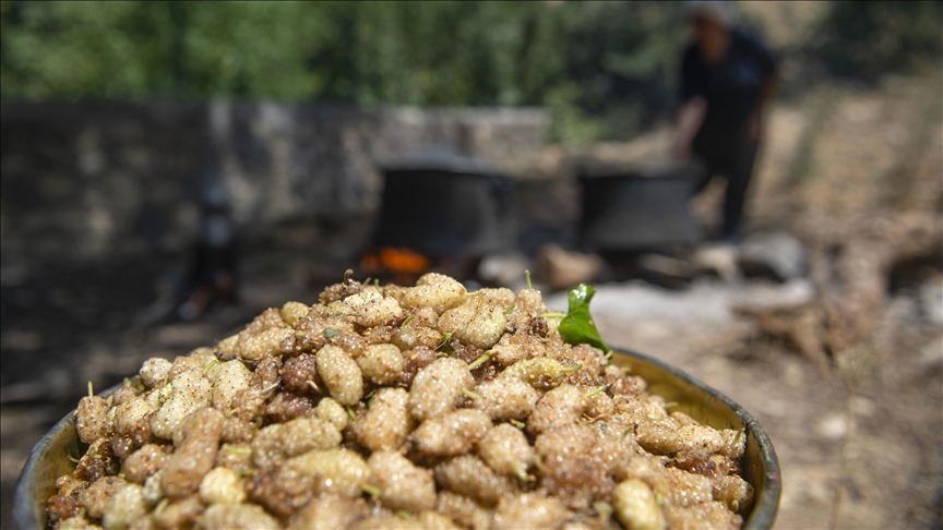 Li Tunceliyê bi rêbazên ji bav û kalan mane dimsê tûyê tê çêkirin
