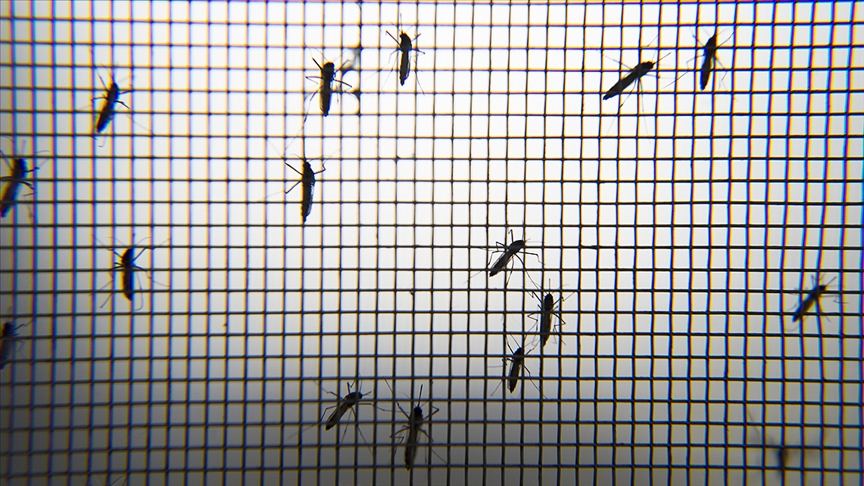 Böcek bilimcilerden Asya Kaplan Sivrisineği uyarısı 