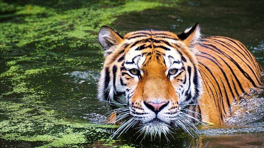 <strong>Discover The Secrets Of The Sundarban Tigers</strong> 10 Sundarban Tourism