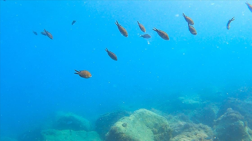 Doğu Akdeniz'deki fay kırığı deniz canlılarına yuva oldu